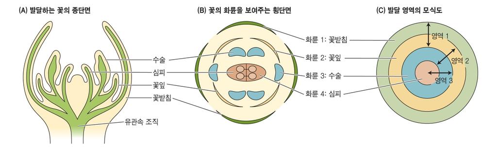 네가지꽃기관이별도화륜으로발달 꽃분열조직 꽃기관발달 (