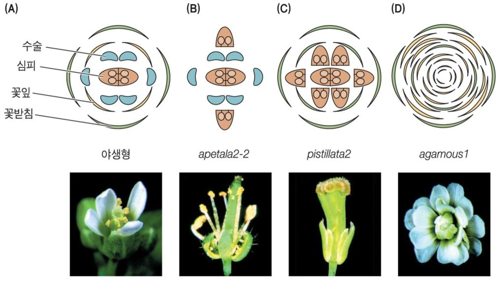 꽃기관의분화를조절하는 3종류호메오유전자 호메오유전자돌연변이체의표현형 (ap2, pi, ag) : 꽃발달의개시에는영향없으나,