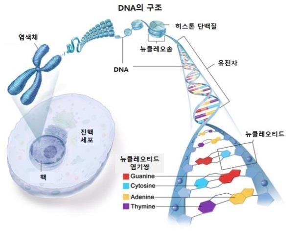 그림 2. DNA 의구조 그림