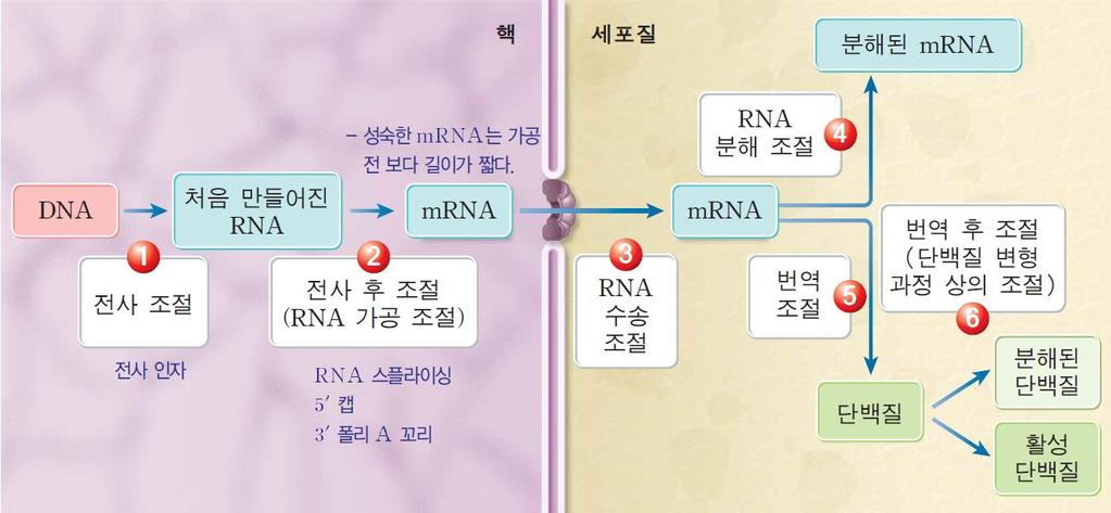 단백질의발현과정 자료 :