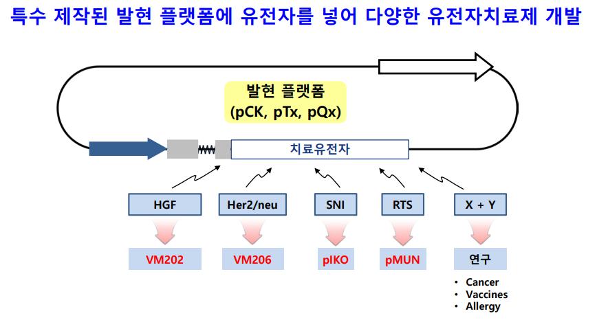 동사의주력파이프라인인 VM-202 는 pck 플라스미드벡터에 2 개의간세포증식인자 (HGF) 이형체를삽입하여, 발현율을높인유전자치료제이다. 2 개의간세포증식인자가모두발현되기때문에높은발현율과효능을자랑한다.