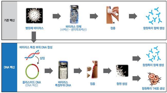 조각을주입하여면역반응을유도하는방식이다. 표현법은백신이지만, 일종의유전자치료법이라고볼수있다. 일반적인치료용 DNA 백신의작동원리는다음과같다.