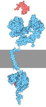 (2) EGFR 변이에대한이해 EGFR( 상피세포성장인자수용체, Epidermal Growth Factor Receptor) 은말그대로상피세포 ( 장기의표면을이루는세포 ) 에존재하는성장인자 ( 세포의성장또는분화가필요할때, 이를진행하게하는인자 ) 와결합하여세포내부로신호를전달하는단백질이다.