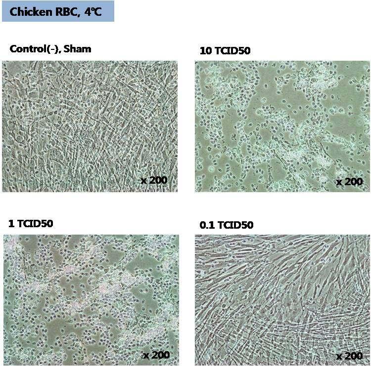 그림 78. Poliovirus가감염된 M RC-5에서의혈구흡착시험 (Chicken RBC) Indicator세포인 M RC-5 세포에 poliovirus를 10, 1, 0.