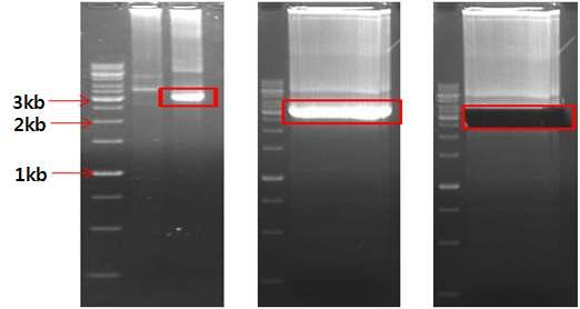 Standard template DNA 제작을위한 HTLV-2 gp5 tax PCR 증폭및 subcloning PCR product 확인 HTLV-2 gp5 증폭증폭된 DNA 분리 그림 27. Standard template DNA 제작을위한 HTLV-2 gp5 tax 부위증폭 (3,066-bp) Invitrogen 사의 pcdna3.