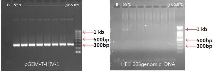 는 HIV-1 바이러스특이적인증폭만을하는최적의 PCR 조건을연구하였다. 아래왼쪽그림에서처럼 pgem-t-hiv-1 을주형으로 PCR을수행하였을때, 55 ~ 65.8 전범위에서효율적으로타겟부위가증폭됨을확인할수있었고, 검체인 HEK 293 genomic DNA (0.5 μg) 를사용하였을때는 55 이상에서비특이적인 PCR 산물을거의관찰할수없었다. 그림 36.