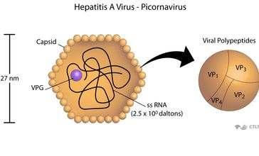 5 Real-time PCR assay for the detection of Hepatitis A Virus (HAV) in biological samples HAV 개요 A형간염바이러스 (hepatitis A virus, HAV) 는 Picornaviridae 과, Hepatovirus 속에있는 non-enveloped 단일쇠사슬모양의 RNA 바이러스