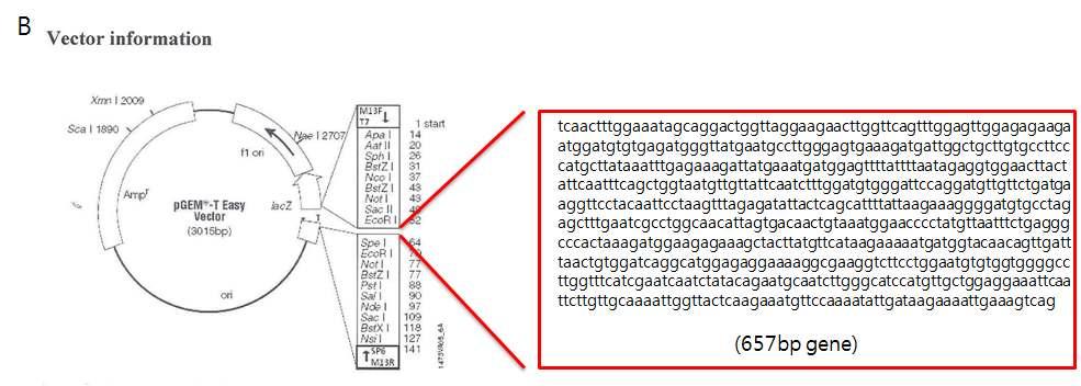 Hepatitis A Virus Standard template DNA 제작 Hepatitis A Virus의검출을위해 HAV gp2 polyprotein b 유전자를암호화하는부위중에서특이적으로존재하는 657-bp 을선별하여합성한후 pgem-t