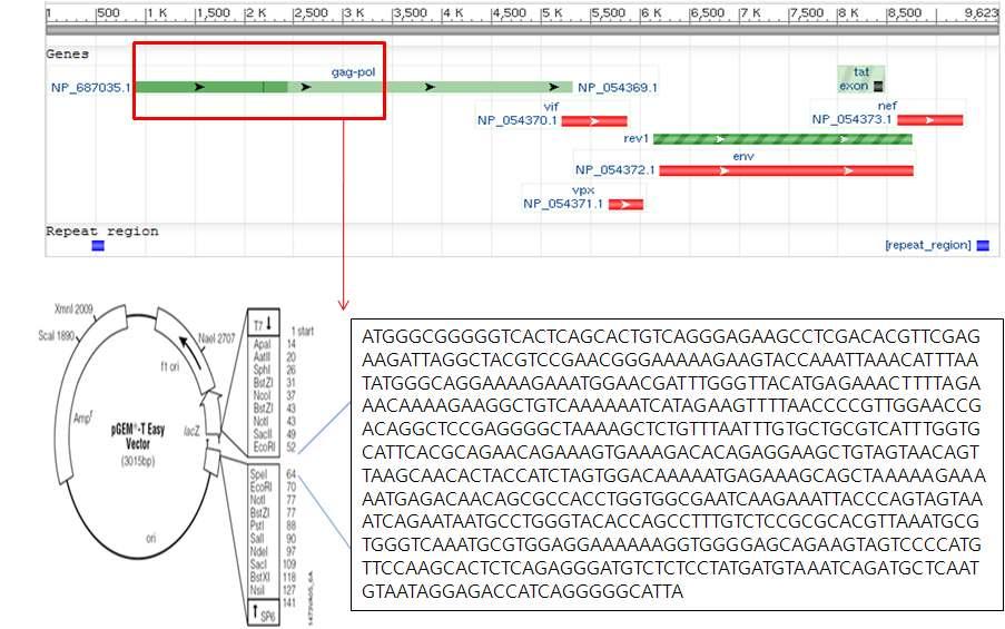 SIV 의검출을용이하게하기위해 gag-pol 유전자의일부영역을아래그림 59 처럼합성하여 pgem-t Easy vector 에클로닝하여 SIV 검출을위한주형으로사용하였다. 그림 59.