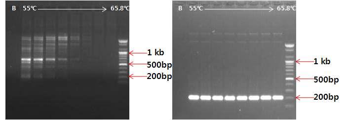 찰되지않았으며, pgem-t-siv 에서는 50 ~ 68.5 전범위에서모두 PCR 이잘이루어지는것 을관찰하였다.