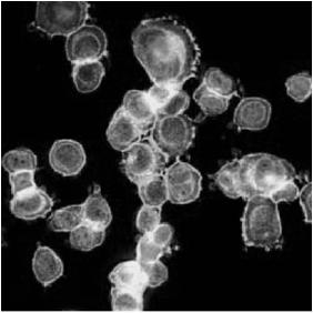 4-hydroxybenzophenone PEEK Pseudo-high dilution 300 30 Cesium fluoride [46] PEK Pseudo-high dilution 340 30 4,4'-biphenoxide [25] Ref. [45] [45] 표 4.