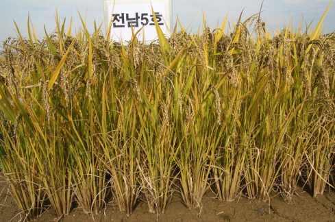 벼 ( 다향흑미 ) 배경및필요성 전남지역벼흑미재배지역에적합한내병성및수량성이높은흑향미품종필요 교배조합 상해향혈나돌연변이품종주요특성 중만생종 흑향미 메벼 내도복