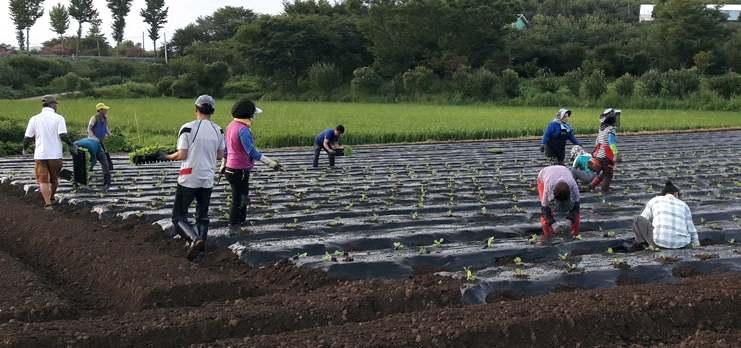 함평군, 한농연 한여농함평군연합회항암배추모종심기 사 한국농업경영인 한농연 함평군연합회와한국여성농업인 한여농 함평군연합회 한여농 는 월 일대동면강운리에서항암배추모종 천주를식재했다 이날행사는 월파종한배추를아주심기하는것으로오는 월말배추를수확후 월에김장김치를담아어려운이웃에게전달할계획이다