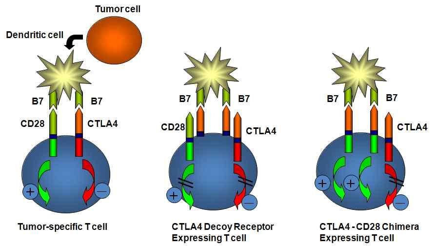 [ 그림 32] CTLA4 mutant 의 design 모식도 - 상기의전략에의해선행연구에서는 mouse T cell therapy model을이용하여 CTLA4-CD28 chimera의치료효과를검증하였음.