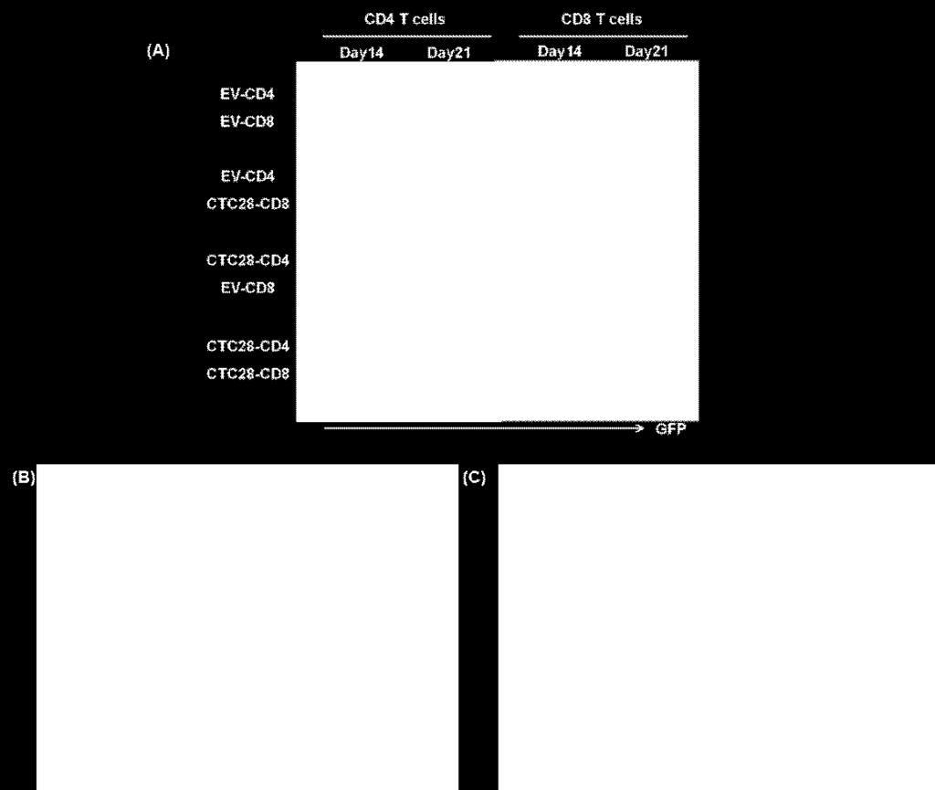 flowcytometry 방법으로확인해봄 ( 그림 14). [ 그림 42] CD4 T 세포와 CD8 T 세포모두를 CTLA4-CD28-modification 한경우에만 체내에서 CD8 T 세포의증식이관찰됨. - CD4 T세포의경우 CTLA4-CD28 chimeric gene 이입효과는혈액내유전자이입세포의증식으로관찰됨.