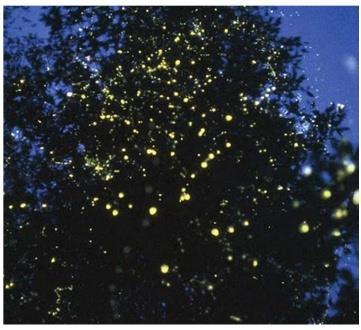 In South-East Asia huge swarms of fireflies emit light