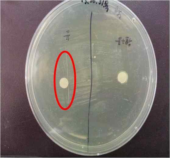 1) Weissella cibaria 의황색포도상구균 (Staphylococcus aureus) 에대한항균효능실험결과 표 3.