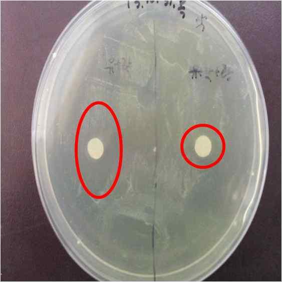 Staphylococcus aureus, paper disc: Weissella cibaria) 실험 결과 유산균 Weissella cibaria