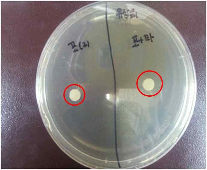 Weissella cibaria 배양상층액 paper disc 실험 표 5.