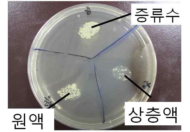 김치유산균중 Weissella cibaria 는배양시작후그생장이활발해지며 MRS broth에서 Weissella cibaria는황색포도상구균 (Staphylococcus aureus) 의생장을느리게하여경쟁배타원리가적용됨을알수있었다.