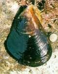 2.3 마비성조개중독 (Paralytic shellfish poisoning, PSP) 원인패류 : 홍합 ( 검은조개, 섭조개 ), 대합, 바지락, 굴 발생상황