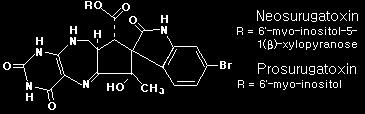 주일후에는회복 독화와독력 지역차와개체차가큼 독소는수랑서식지주변의뻘속에있는브롬 (Br) 축적능이높은 coryne 형세균이만드는것으로추정 독력은 7 10 월에현저히강 독성은조리후에도잔존 Domoic acid 중독 1987
