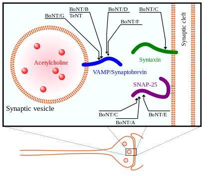 다. 7 l OnabotulinumtoxinA: Botox, Botox Cosmetic Fig 2. Target molecules of botulinum neurotoxin (BoNT) and tetanus neurotoxin (TeNT), toxins acting inside the axon terminal 6 3.