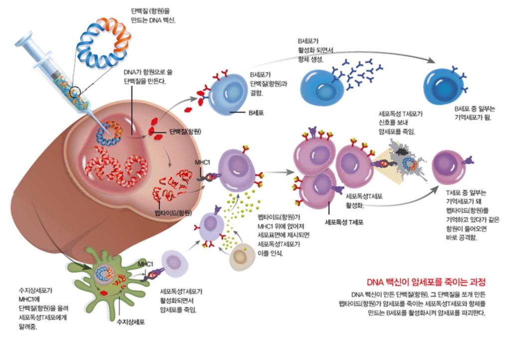 DNA 백신원리 과학동아 2012 Adapted from