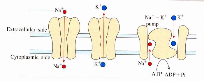 II. 세포막전압 안정상태에서세포의안으로수동이동한 Na + 과밖으로이동한 K + 이온은