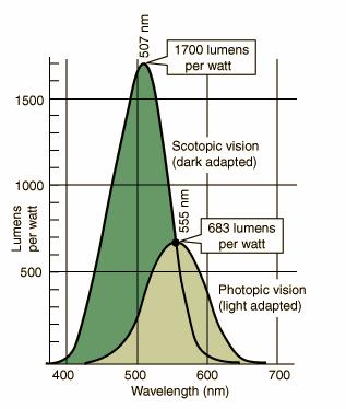 Scotopic vision ( 야간시감도 ) 주간시감도 - 낮은감도 - 빠른반응