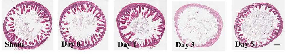 Figure 5. Hematoxylin and eosin staining for evaluation of mucosal damage.