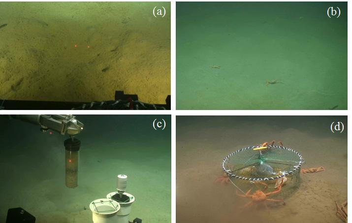 abandoned fishing gear. Fig. 9. Images of dive survey at station 8.