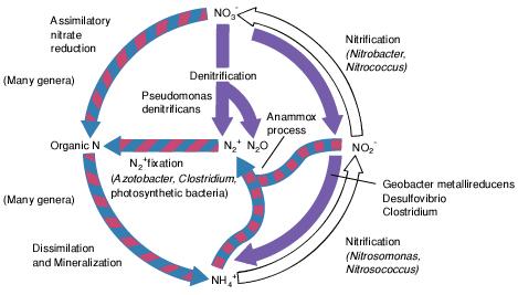 Nitrosomonas, Nitrobacter -