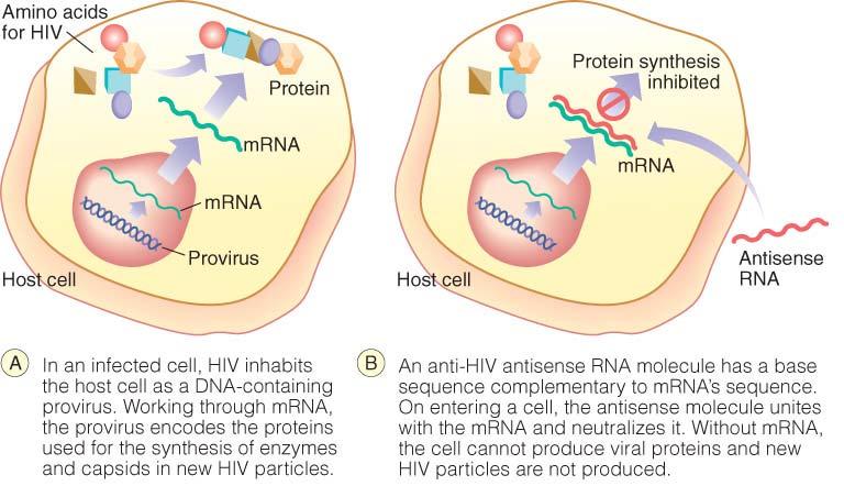 2) Antisense molecules ( 안티센스분자 ) - mrna(sense) 와결합 -> 단백질합성을저해하는 RNA 분자