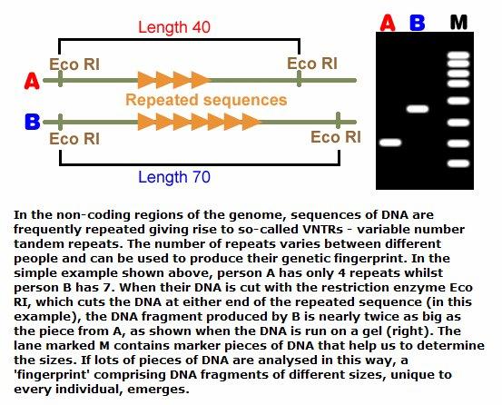 6) DNA Fingerprinting - 1985년, Jeffreys -> 유전자들사이에서여러번반복되는 DNA 단편발견 (intron에존재 ) - 사람에따라반복정도에차이 -