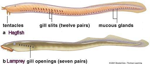 8 먹장어는전신 (pronephros) 을평생가지고있으나, 칠성장어는어류에서와같이배의시기에는전신이작용을하나,