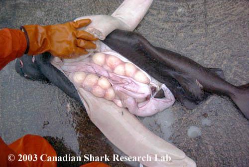 Intrauterine cannibalism (sibling cannibalism) : The largest embryos in the uterus will eat their weaker and smaller siblings (grey nurse shark).