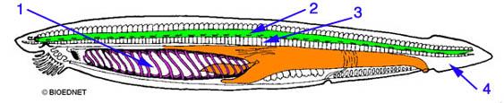* 척삭동물의해부학적특징 * 1. pharyngeal slits ( 인두열 )- a series of openings that connect the inside of the throat to the outside of the "neck". These are often, but not always, used as gills. 2.