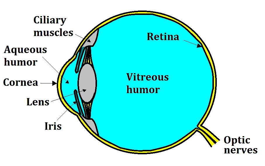 사람의눈 사람의눈은시각기관으로물체에서반사되어나오는빛을관측하여전기신호로만들어뇌에전달하여영상으로구성하게하는기관이다.