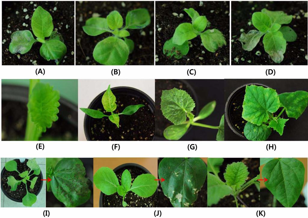 열무에서분리한오이모자이크바이러스의특성 213 Fig. 1. Symptoms on host plants by mechanical inoculation of Gn-CMV isolated from Raphanus sativus. (A) N. tabacum (cv. Samsun), (B) N. glutinosa, (C) N. tabacum (cv. Xanthi), (D) N.
