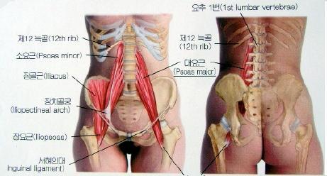 넓적다리를움직이는근육 허리엉덩근육 허리엉덩근