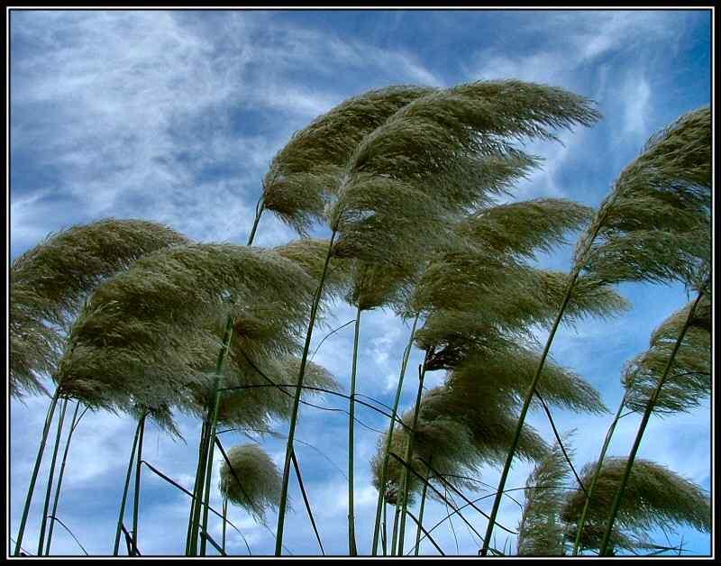 In fall, the dandelion changes its petals to seeds that blow away just like in this photo.