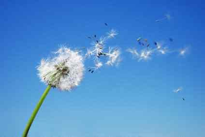 When it is spring you can see the yellow dandelion. Have you ever blown the seeds off of a dandelion? Let s pretend to blow the dandelion. Whooo!