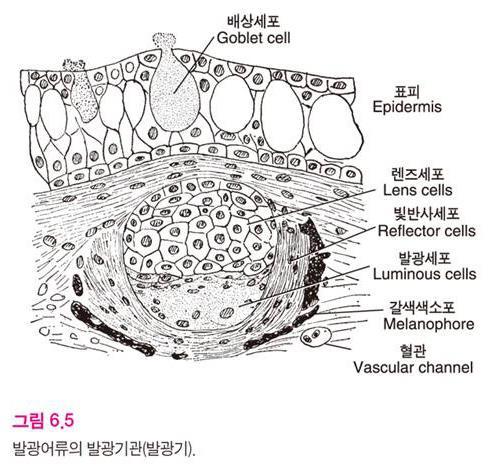 (2) 발광기관 (photophores) 1) 어류와수서양서류의표피 ㆍ심해어 : 물고기의피부에있는일종의뭇세포샘인점액샘이변형된복잡한발광기관보유 -표피에서발생진피속으로침입한다.