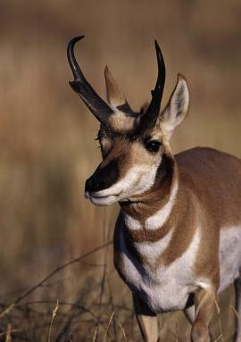 (7) 뿔 (horn) 뾰족뿔 ( 첨각, pronghorn) 가지를치고각질로덮여있으나뼈는아니다.