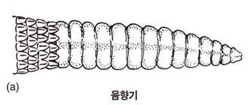 (8) 기타각질화구조물 음향기