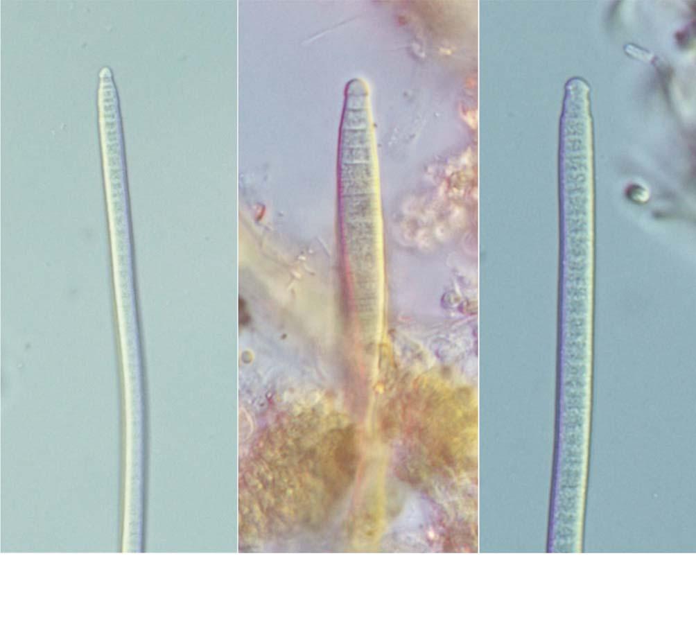 62 (Algae) II pl. 7J. Whitton 2011: 95. pl. 21H. : Oscillatoria amoena (Kützing) Gomont 1892.