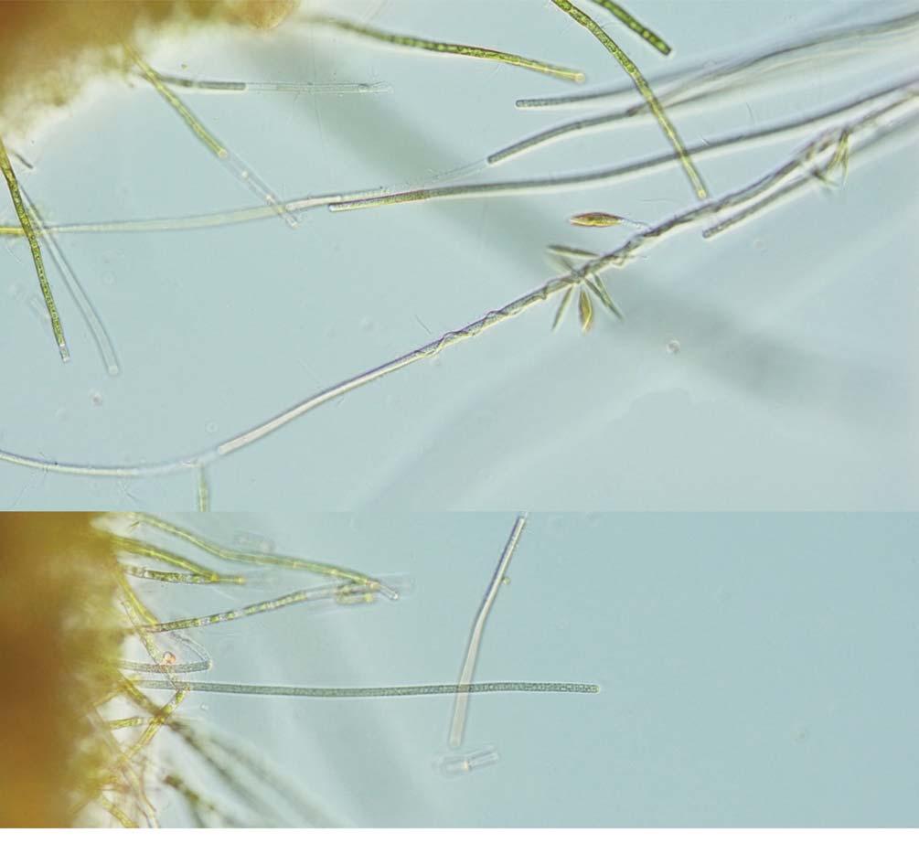 68 (Algae) II 30. Phormidium chlorinum (Kützing ex Gomont) Umezaki et Watanabe 1994: 194 ( 27C, 30C, 32A, B). Chung 1993: 219. f. 96. Komárek and Anagnostidis 2005: 436. f. 634. McGregor 2007: 55. f. 9E.