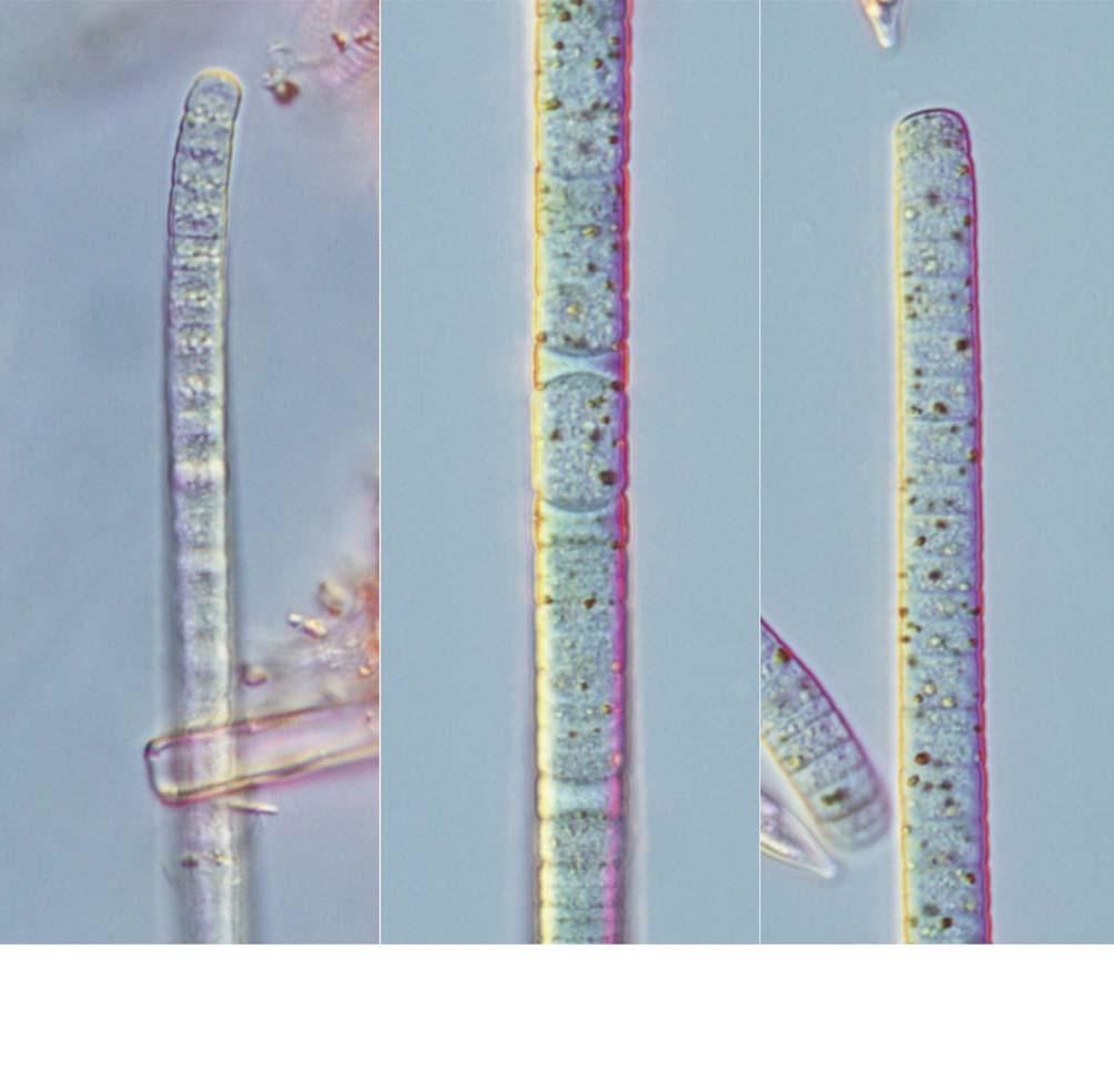 : : 83 A B C 25 μm 40. A C. Phormidium tergestinum.