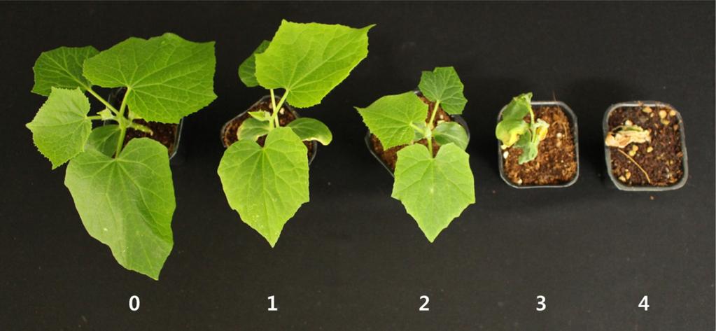 Research in Plant Disease Vol. 20 No. 4 247 ( ) ( ), ( ) ( ) 8. 4, ( ), ( ), ( ), ( ) 2 ( ), ( ). 6 (25 ± 5 o C) 7, 10, 13, 16. 접종원준비. KR5 potato dextrose broth(pdb; Becton, Dickinson and Co.